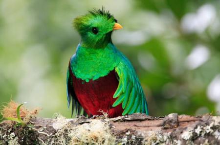 --- Le quetzal ---